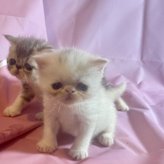 For Good Time Angrboda Femelle Exotic Shorthair