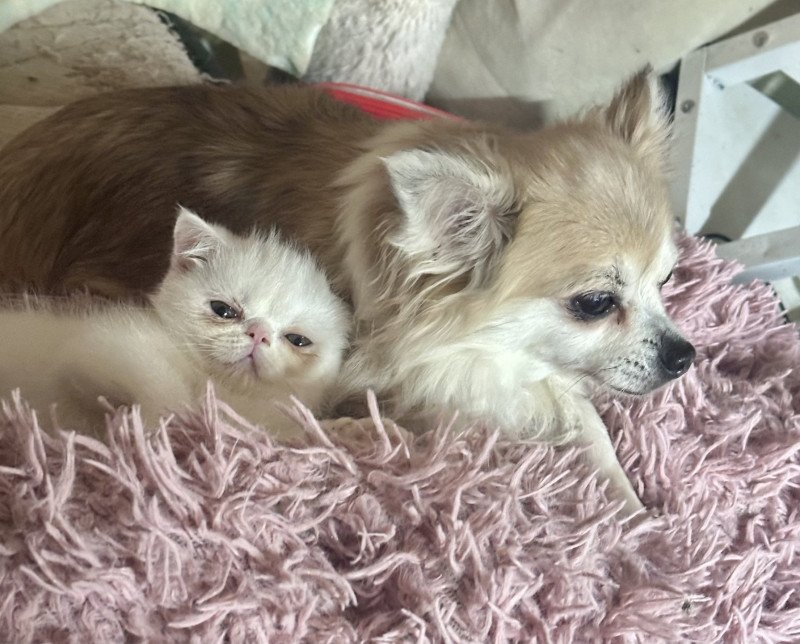 For Good Time Angrboda Femelle Exotic Shorthair