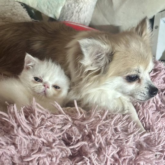 For Good Time Angrboda Femelle Exotic Shorthair