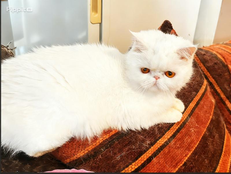 For Good Time Angrboda Femelle Exotic Shorthair