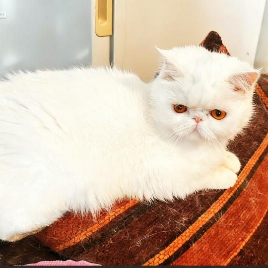 For Good Time Angrboda Femelle Exotic Shorthair
