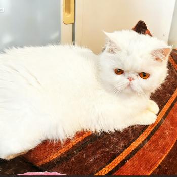 chaton Exotic Shorthair white smoke Angrboda For Good Time Cattery