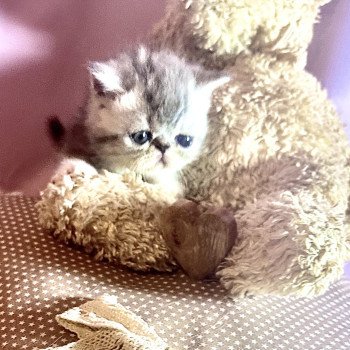 chaton Exotic Shorthair blue silver blotched tabby & blanc For Good Time Cattery chaton Exotic Shorthair blue silver blotched tabby & blanc For Good Time Cattery
