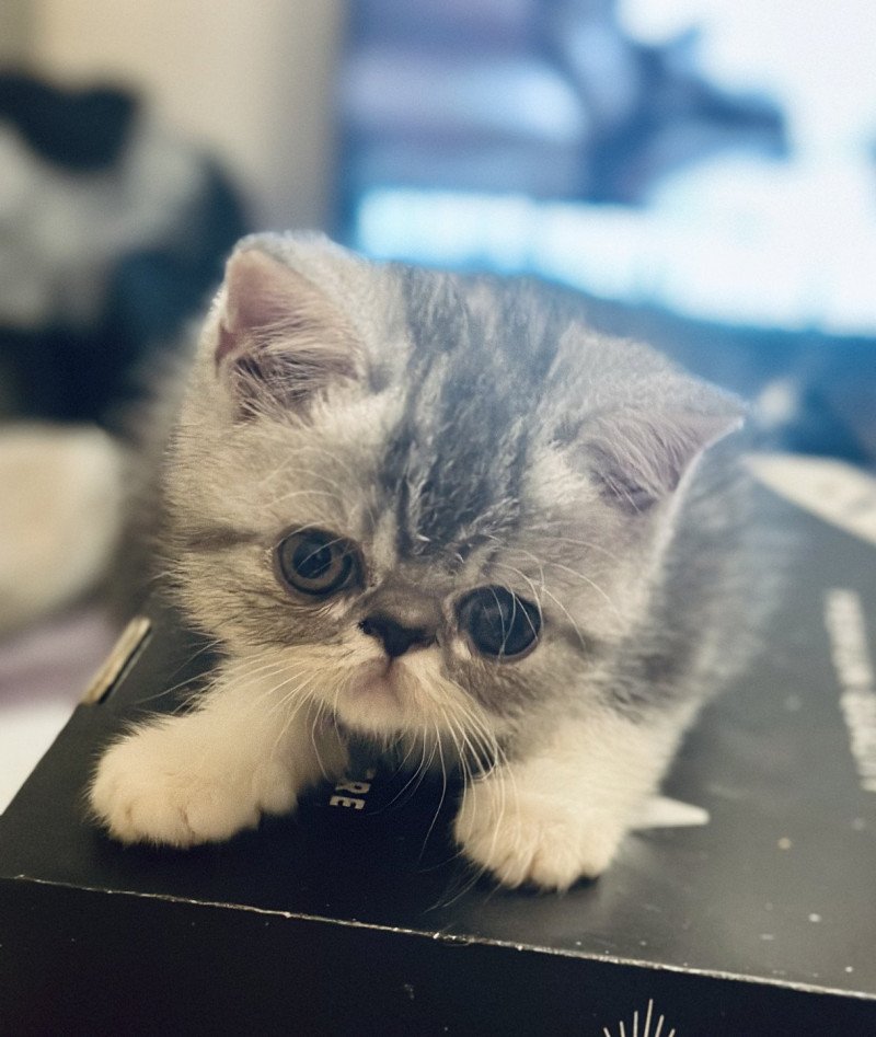 For Good Time Ases’ Pride Mâle Exotic Shorthair