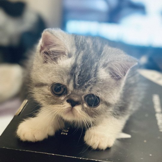 For Good Time Ases’ Pride Mâle Exotic Shorthair