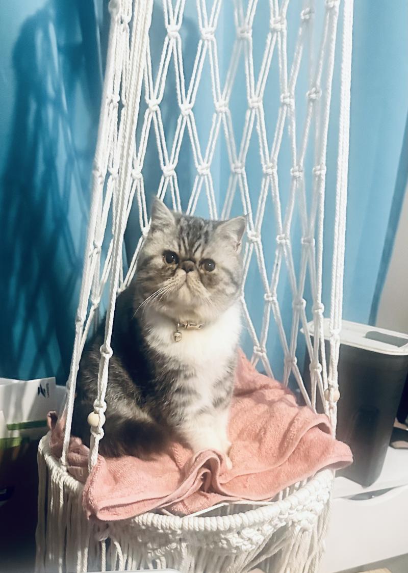 For Good Time Ases’ Pride Mâle Exotic Shorthair