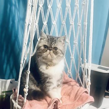 chaton Exotic Shorthair blue silver blotched tabby & blanc Ases’ Pride For Good Time Cattery