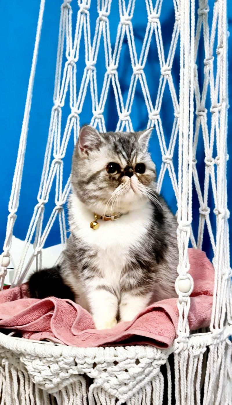 For Good Time Ases’ Pride Mâle Exotic Shorthair