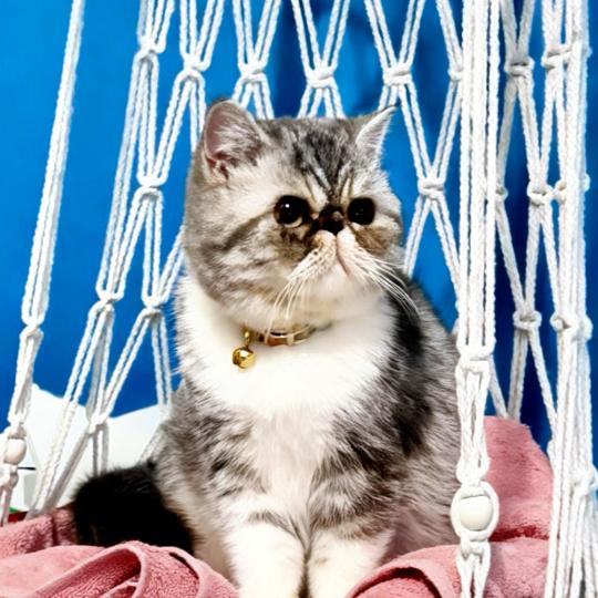 For Good Time Ases’ Pride Mâle Exotic Shorthair