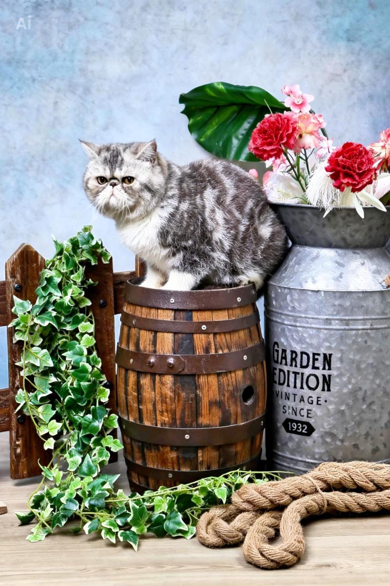 For Good Time Ases’ Pride Mâle Exotic Shorthair