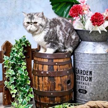 For Good Time Ases’ Pride Mâle Exotic Shorthair
