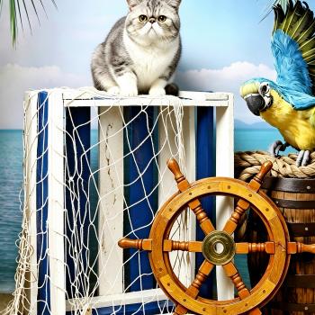 chat Exotic Shorthair blue silver blotched tabby & blanc Ases’ Pride For Good Time cattery