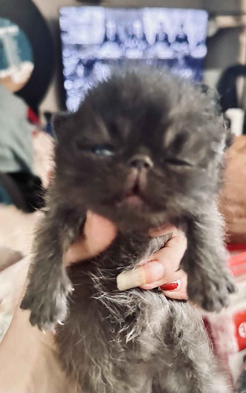 For Good Time Berserker Mâle Exotic Shorthair