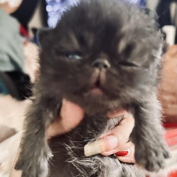 chaton Exotic Shorthair black For Good Time cattery