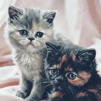 chaton Persan blue tortie For Good Time cattery