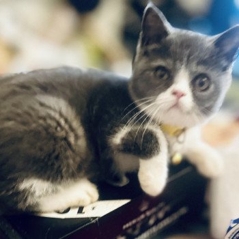 chaton Exotic Shorthair blue smoke & blanc Aesir For Good Time Cattery chaton Exotic Shorthair blue smoke & blanc Aesir For Good Time Cattery