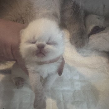 chaton Exotic Shorthair blue point Alfheim For Good Time Cattery chaton Exotic Shorthair blue point Alfheim For Good Time Cattery