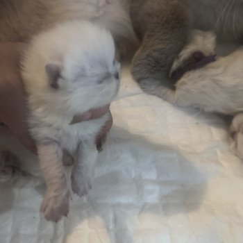 chaton Exotic Shorthair blue point Asgard For Good Time Cattery chaton Exotic Shorthair blue point Asgard For Good Time Cattery