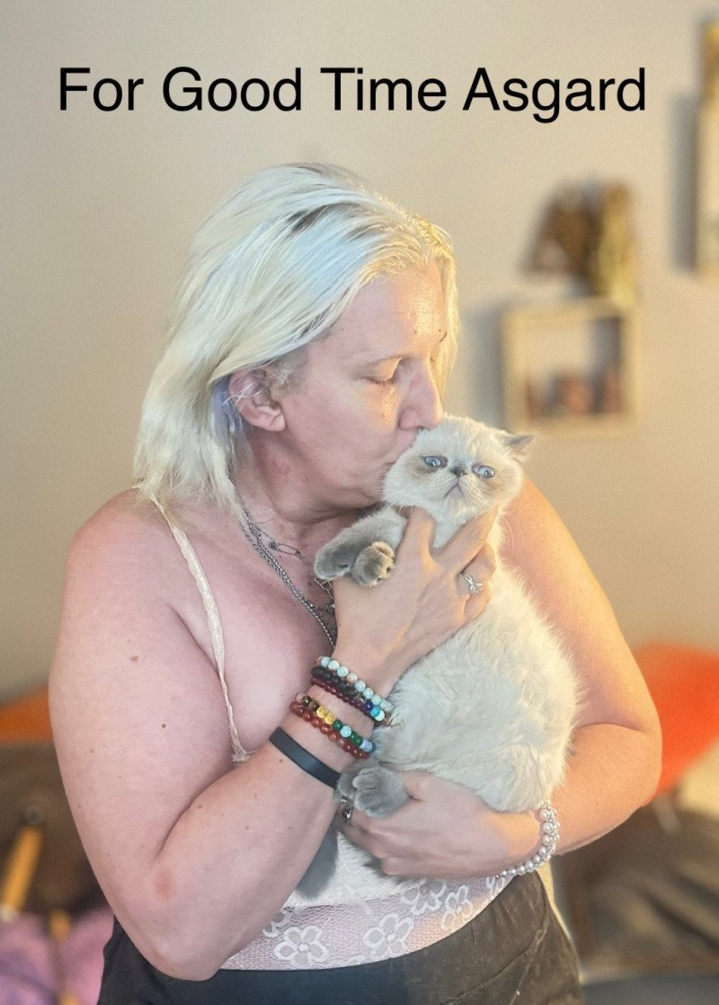 For Good Time Asgard Mâle Exotic Shorthair