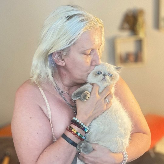 For Good Time Asgard Mâle Exotic Shorthair