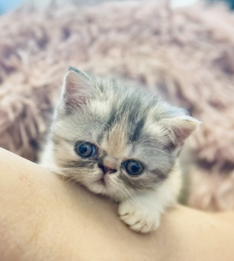 For Good Time Aslaugh Femelle Exotic Shorthair For Good Time Aslaugh Femelle Exotic Shorthair
