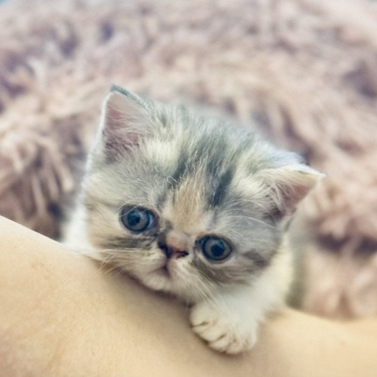 For Good Time Aslaugh Femelle Exotic Shorthair