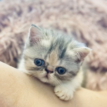 chaton Exotic Shorthair blue tortie silver blotched tabby & blanc Aslaugh For Good Time Cattery chaton Exotic Shorthair blue tortie silver blotched tabby & blanc Aslaugh For Good Time Cattery