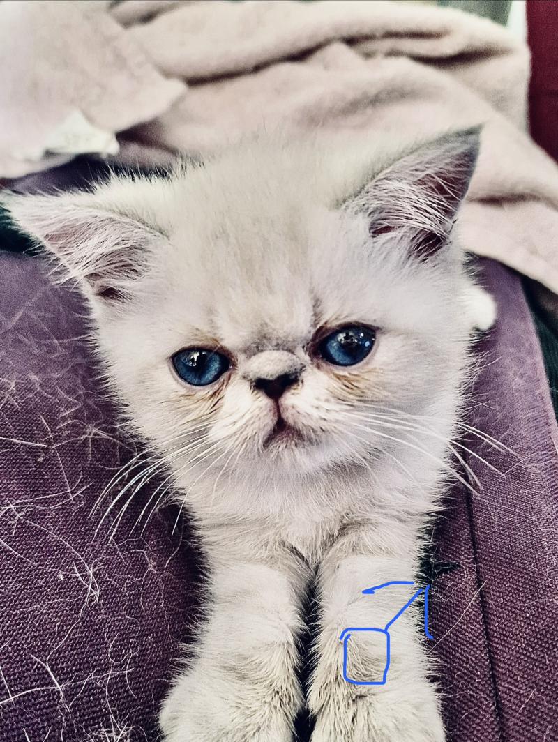 For Good Time Balder Mâle Exotic Shorthair