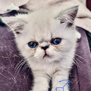 chaton Exotic Shorthair blue point Balder For Good Time cattery
