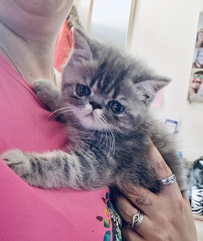 For Good Time Baldr Mâle Exotic Shorthair