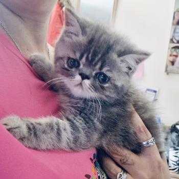 chaton Exotic Shorthair blue silver blotched tabby Baldr For Good Time cattery