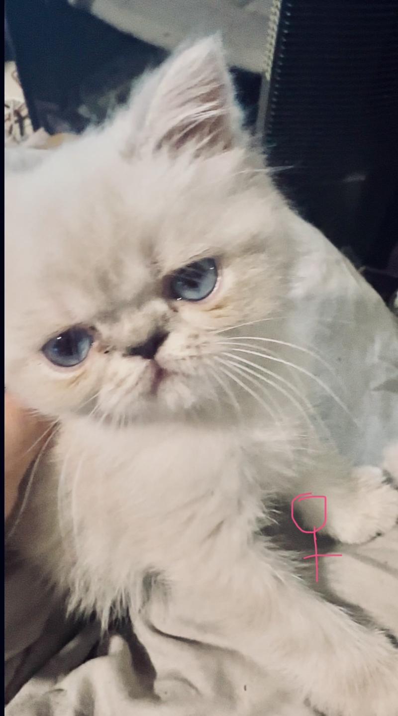 For Good Time Beyla Femelle Exotic Shorthair