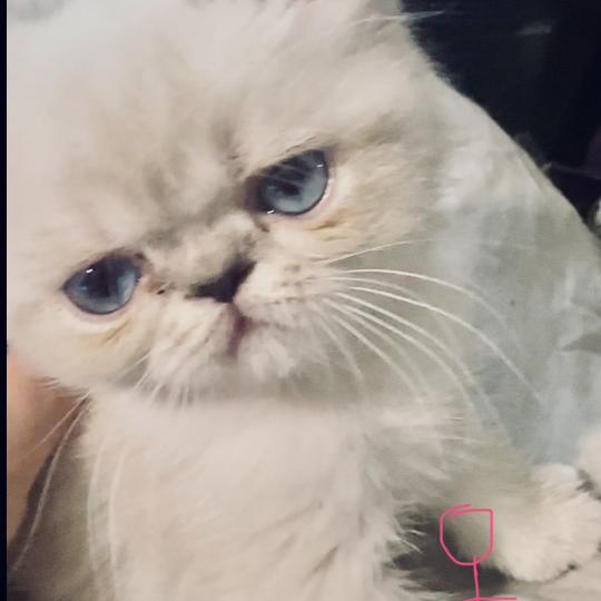 For Good Time Beyla Femelle Exotic Shorthair