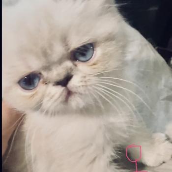 chaton Exotic Shorthair point Beyla For Good Time cattery