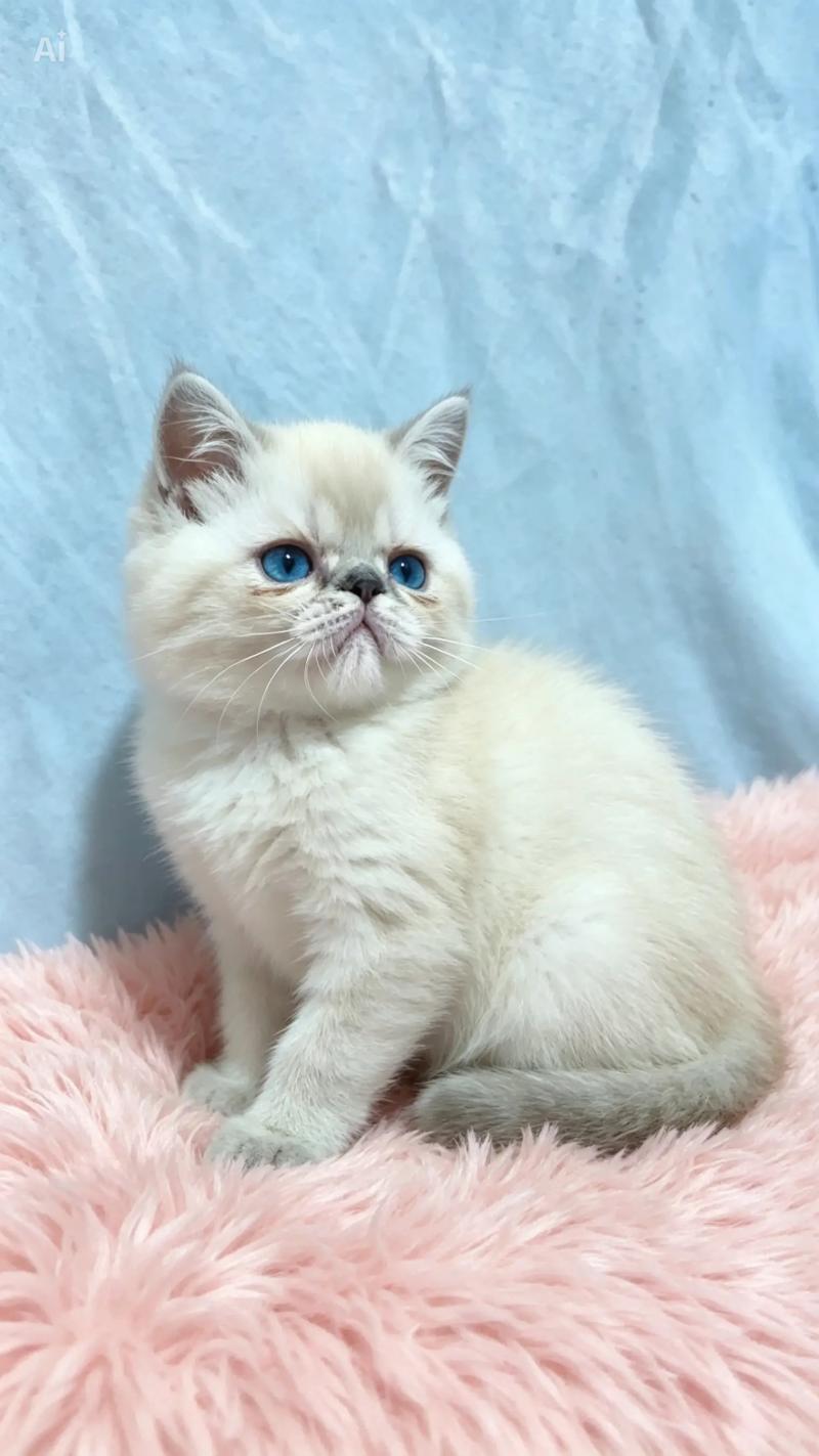 For Good Time Beyla Femelle Exotic Shorthair