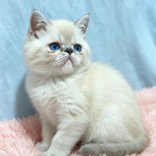 For Good Time Beyla Femelle Exotic Shorthair