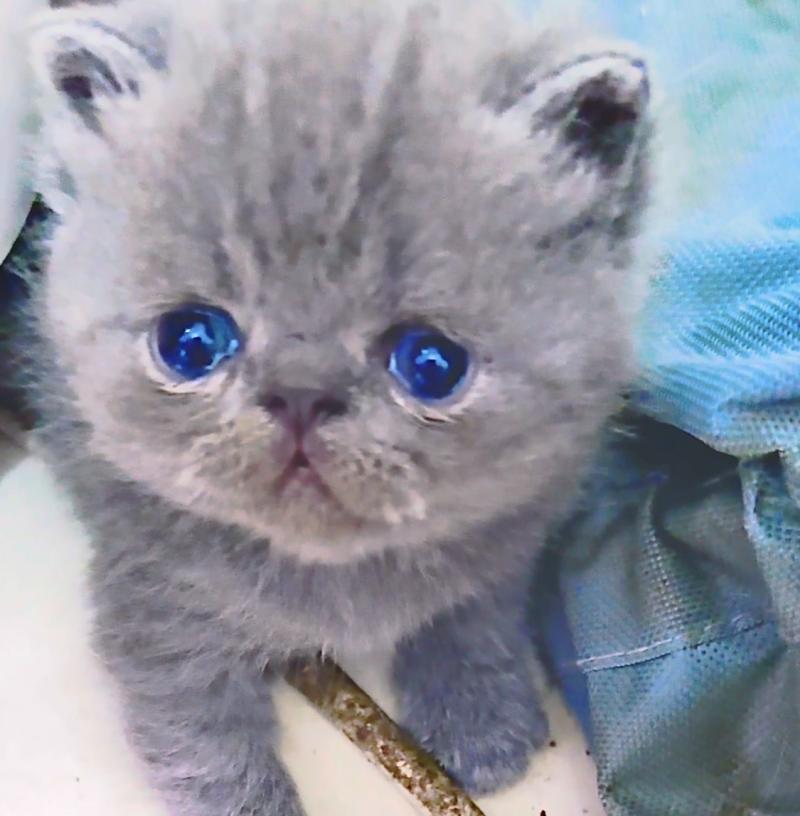 For Good Time Björn Mâle Exotic Shorthair