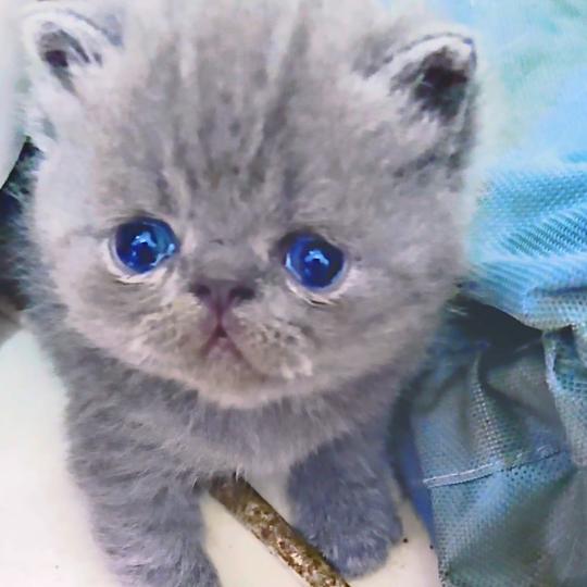 For Good Time Björn Mâle Exotic Shorthair