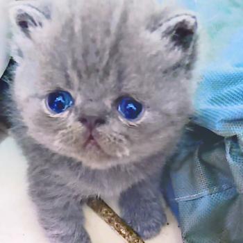 chaton Exotic Shorthair blue Bjorn For Good Time cattery