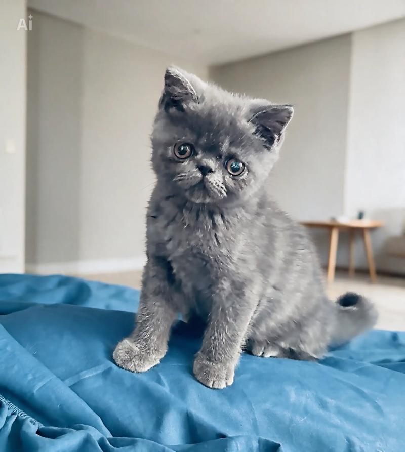 For Good Time Björn Mâle Exotic Shorthair
