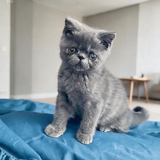 For Good Time Björn Mâle Exotic Shorthair