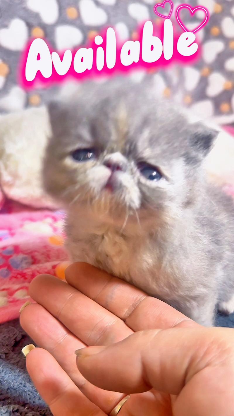 For Good Time Brynhildr Femelle Exotic Shorthair