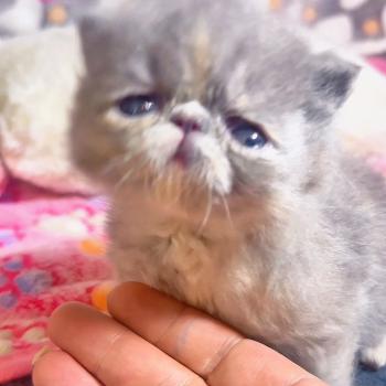 chaton Exotic Shorthair blue tortie Brunehilde For Good Time cattery