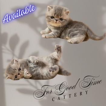 chaton Exotic Shorthair blue tortie Brunehilde For Good Time cattery