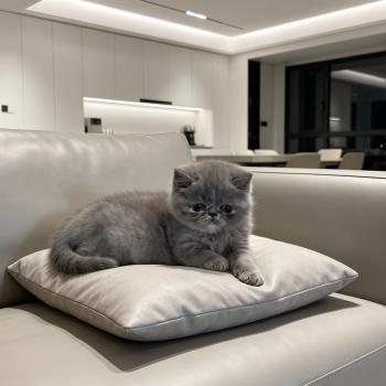 chaton Exotic Shorthair blue tortie Brynhildr For Good Time cattery