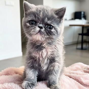 chaton Exotic Shorthair blue tortie Brynhildr For Good Time cattery