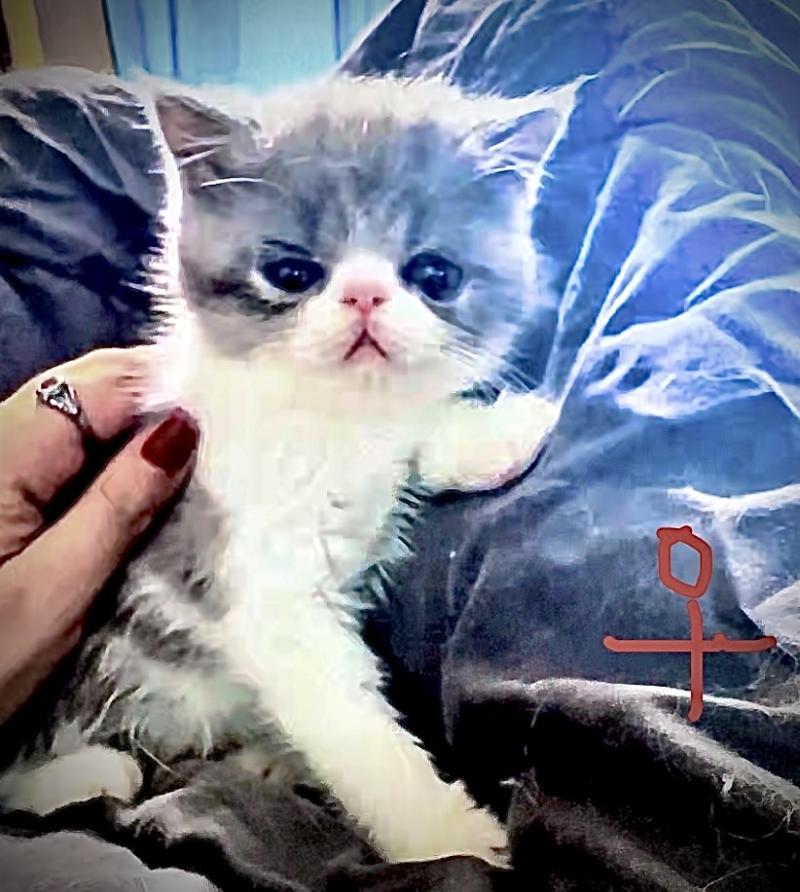For Good Time BYLGJA Femelle Exotic Shorthair