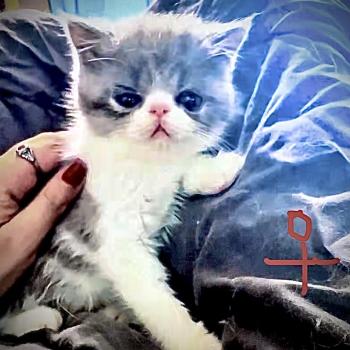 chaton Exotic Shorthair blue smoke bicolor BYLGJA For Good Time cattery