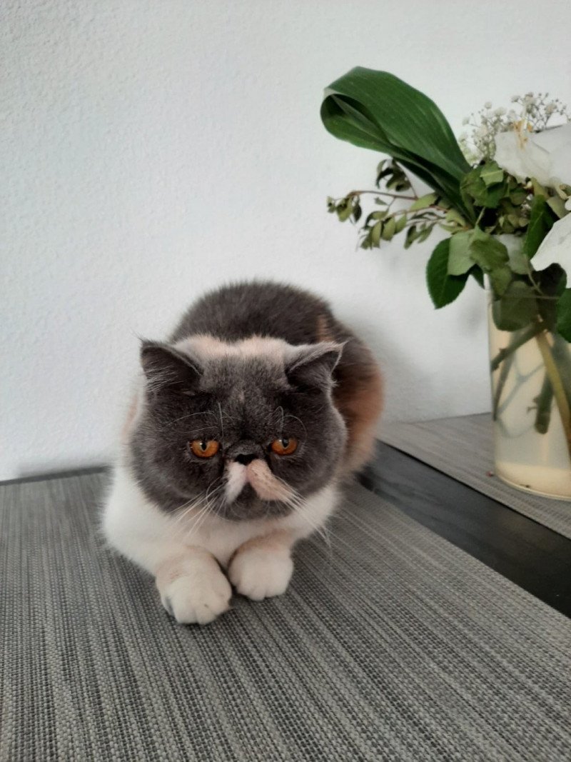 PAMPA Femelle Exotic Shorthair