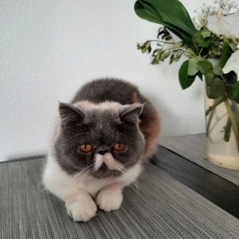 chat Exotic Shorthair blue tortie smoke bicolor PAMPA For Good Time Cattery